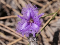 Thysanotus pseudojunceus