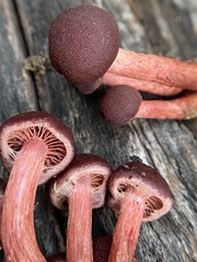Tubaria punicea