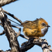 East Coast Southern Emuwren - Photo (c) Paul Whitington, some rights reserved (CC BY-NC), uploaded by Paul Whitington