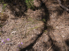 Thysanotus pseudojunceus