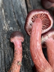Tubaria punicea
