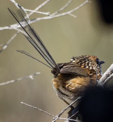 Stipiturus malachurus malachurus