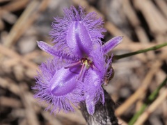 Thysanotus pseudojunceus