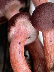 Tubaria punicea
