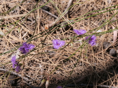 Thysanotus pseudojunceus