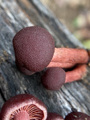Tubaria punicea