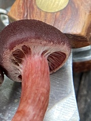 Tubaria punicea