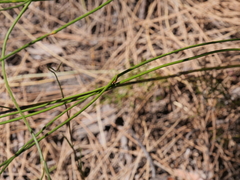 Thysanotus pseudojunceus