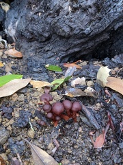 Tubaria punicea