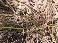 Thysanotus pseudojunceus