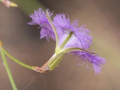 Thysanotus pseudojunceus
