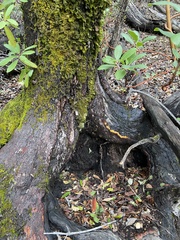 Tubaria punicea