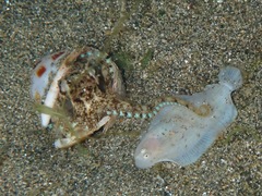 Amphioctopus marginatus