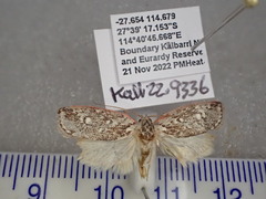 Euchaetis metallota