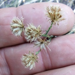 Baccharis brachyphylla