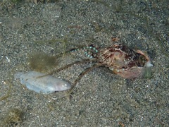 Amphioctopus marginatus