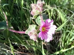 Mirabilis laevis