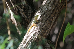 Anolis stratulus