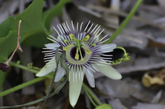 Passiflora morifolia