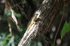 Anolis stratulus
