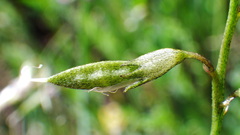 Astragalus bourgovii