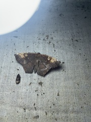 Paragonia cruraria