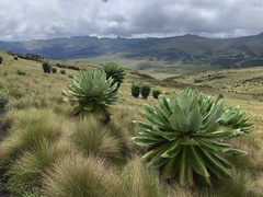 Dendrosenecio keniodendron