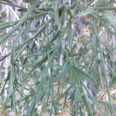 Baccharis brachyphylla