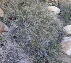 Baccharis brachyphylla