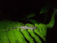 Cyrtodactylus marmoratus