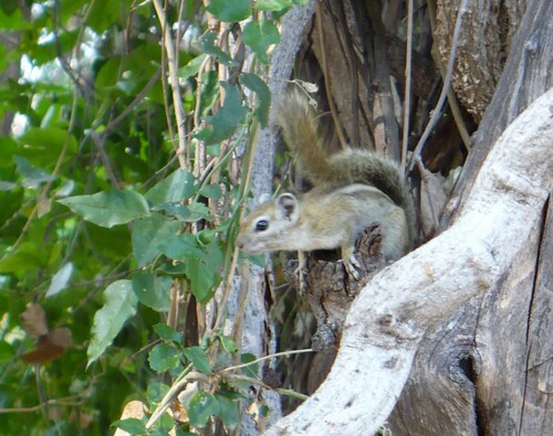 Congo Rope Squirrel