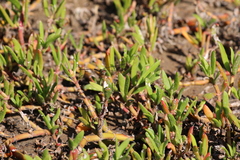 Erythrodiplax umbrata