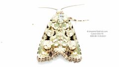 Lithacodia gracilior