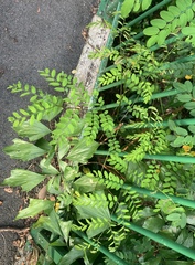 Adenanthera pavonina