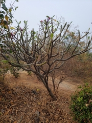 Plumeria rubra