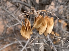 Fraxinus anomala
