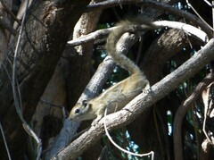 Funisciurus congicus