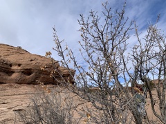 Fraxinus anomala