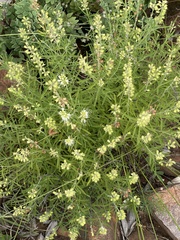 Ocimum angustifolium