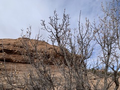 Fraxinus anomala