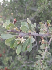 Condalia globosa