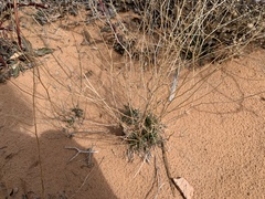 Lepidium montanum