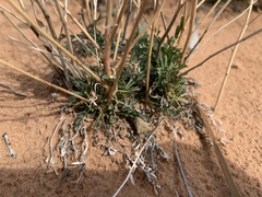 Lepidium montanum