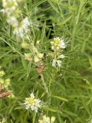 Ocimum angustifolium