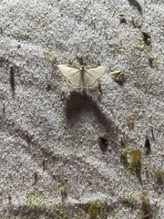 Leuciris