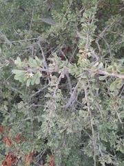 Condalia globosa