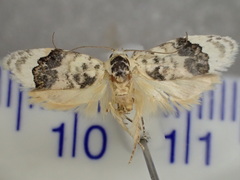 Piloprepes antidoxa