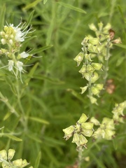 Ocimum angustifolium