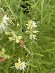 Ocimum angustifolium