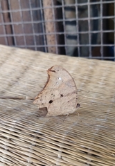 Melanitis leda